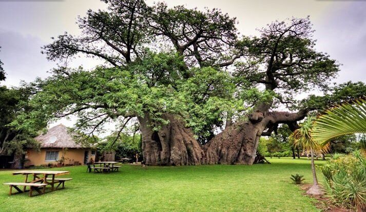 Dans un baobab