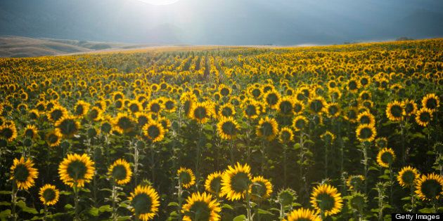 Summer sunrise over sunflower field