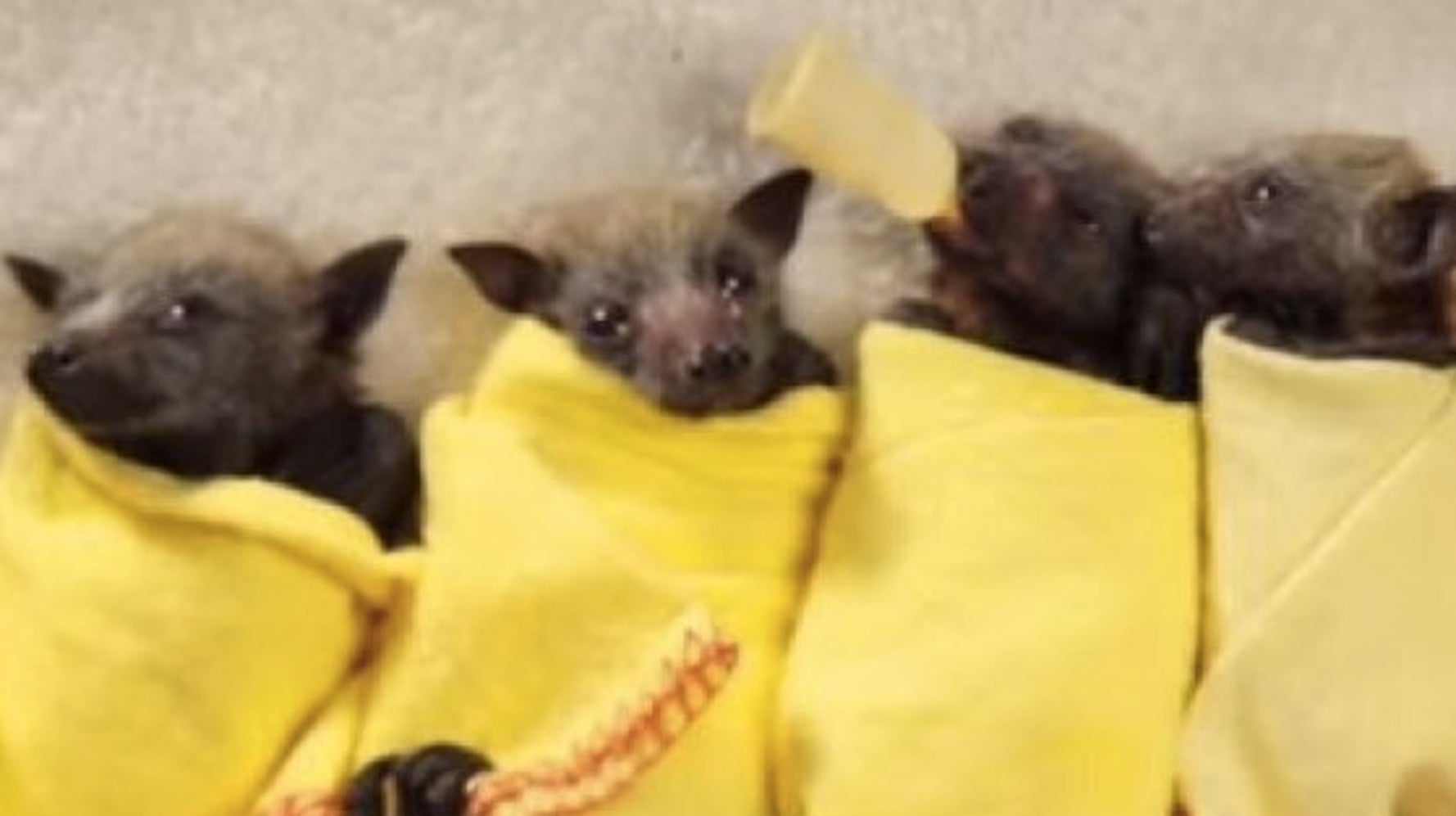 Les Bebes Chauve Souris Enroules Dans Des Couvertures Qui Feront Votre Journee Video Huffpost Quebec Vivre