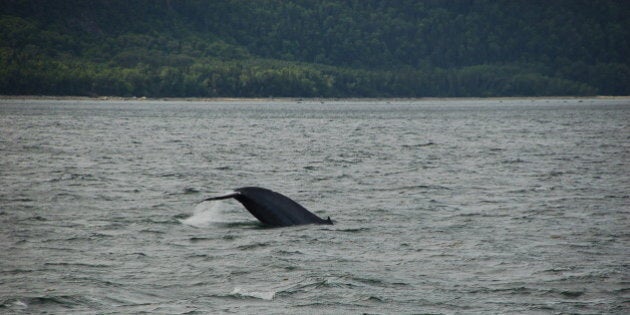 Baie de Tadoussac (embouchure du St Laurent, Québec, Canada)