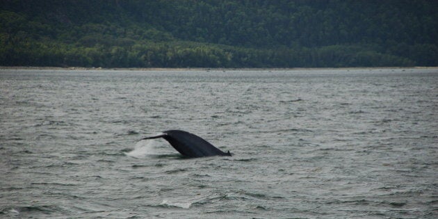 Baie de Tadoussac (embouchure du St Laurent, QuÃ©bec, Canada)