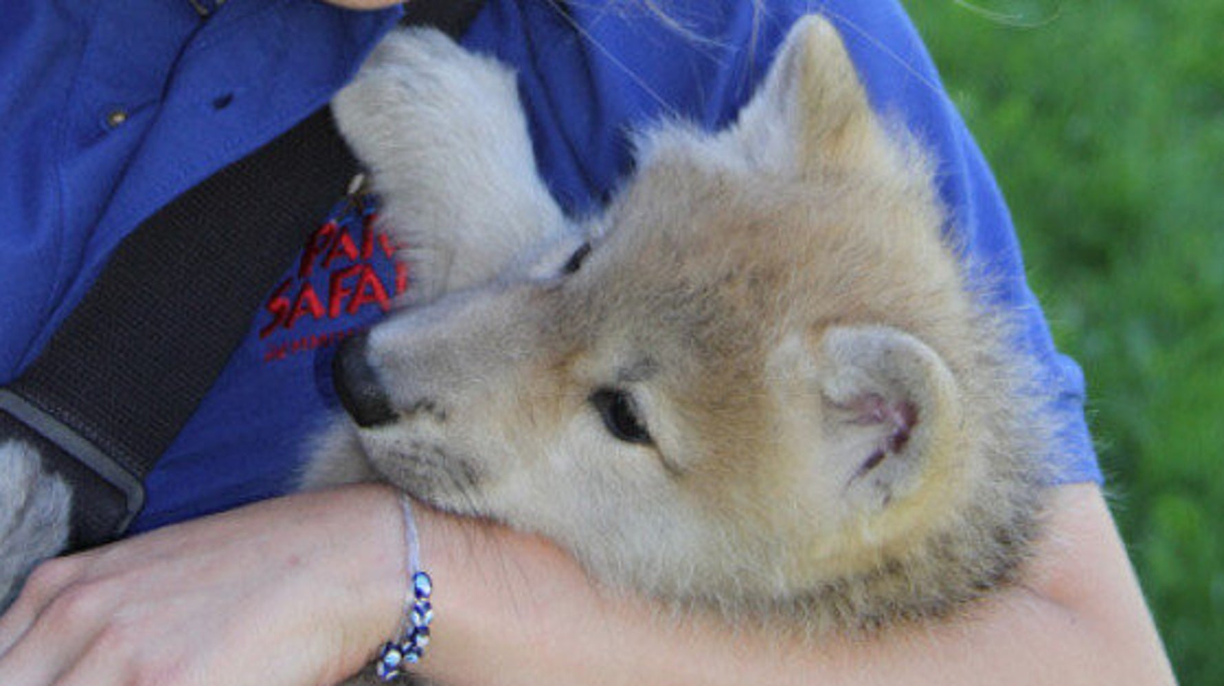 Parc Safari De Mignons Petits Louveteaux Qui Se Comportent Comme Des Chiots Photos Huffpost Quebec Vivre