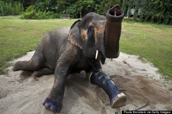 D Adorables Animaux Handicapes Qui Ont Droit A Une Deuxieme Chance Grace A La Science Photos Huffpost Null D Adorables Animaux Handicapes Qui Ont Droit A Une Deuxieme Chance Grace A La Science Photos Huffpost Null