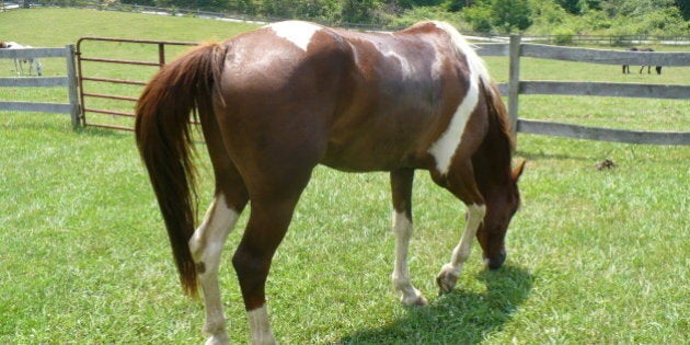 A friend's paint horse, Lucky, enjoying some grass after a trail ride.