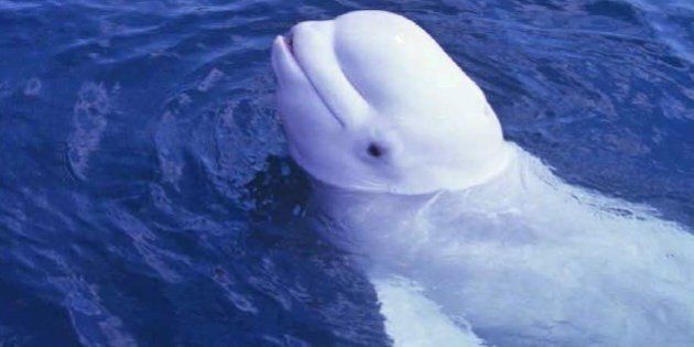 This undated photo provided by the U.S Navy shows a male Beluga whale that scientists say made human-like sounds. An acoustic analysis revealed the human-like sounds were several octaves lower than typical whale calls. The research was published online Monday, Oct. 22, 2012 in Current Biology. (AP Photo/U.S. Navy)