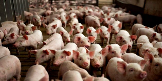 Twenty one day-old pigs stand in a weaning-to-market barn at Lehmann Brothers Farms LLC in Strawn, Illinois, U.S., on Thursday, March 22, 2012. Pork stockpiles in the U.S. rose 8.8 percent at the end of February to a record from a year earlier on increased production, the government said. Photographer: Daniel Acker/Bloomberg via Getty Images