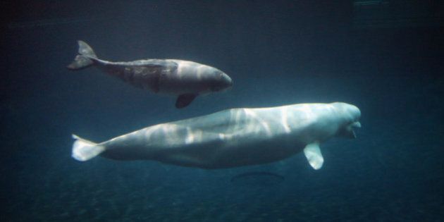 CHICAGO, IL - NOVEMBER 20: A young beluga whale swims with an adult beluga at the John G. Shedd Aquarium on November 20, 2012 in Chicago, Illinois. The calf, which was born Aug. 27, currently weighs 205 pounds and is gaining 12 to 15 pounds a week. Mauyak, the calf's mother, weighs 1,200-pounds. The Shedd Aquarium is a nonprofit organization that houses over 32,500 aquatic animals. (Photo by Scott Olson/Getty Images)