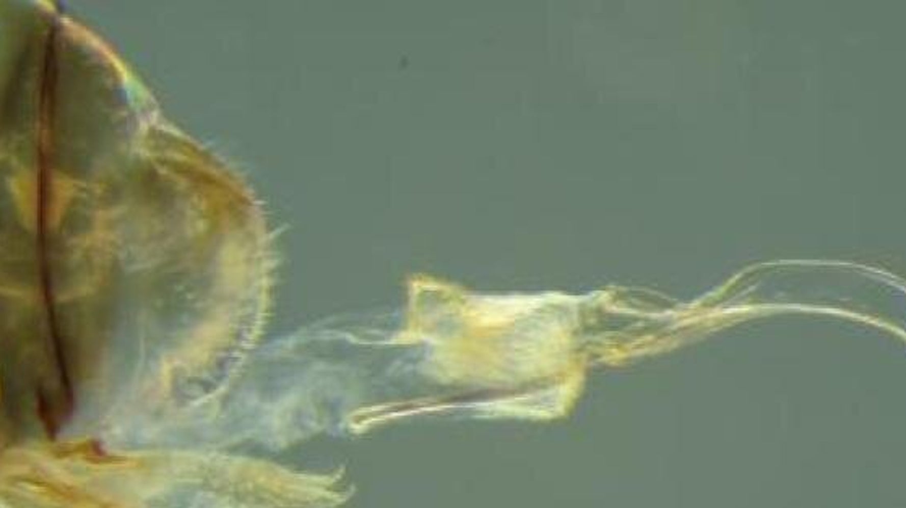penis de insecte