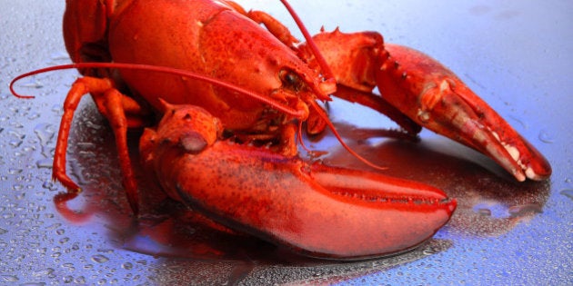 red lobster on blue background