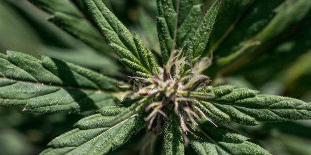 JAMAICA - 2014/01/12: Marijuana plant detail. (Photo by John Greim/LightRocket via Getty Images)