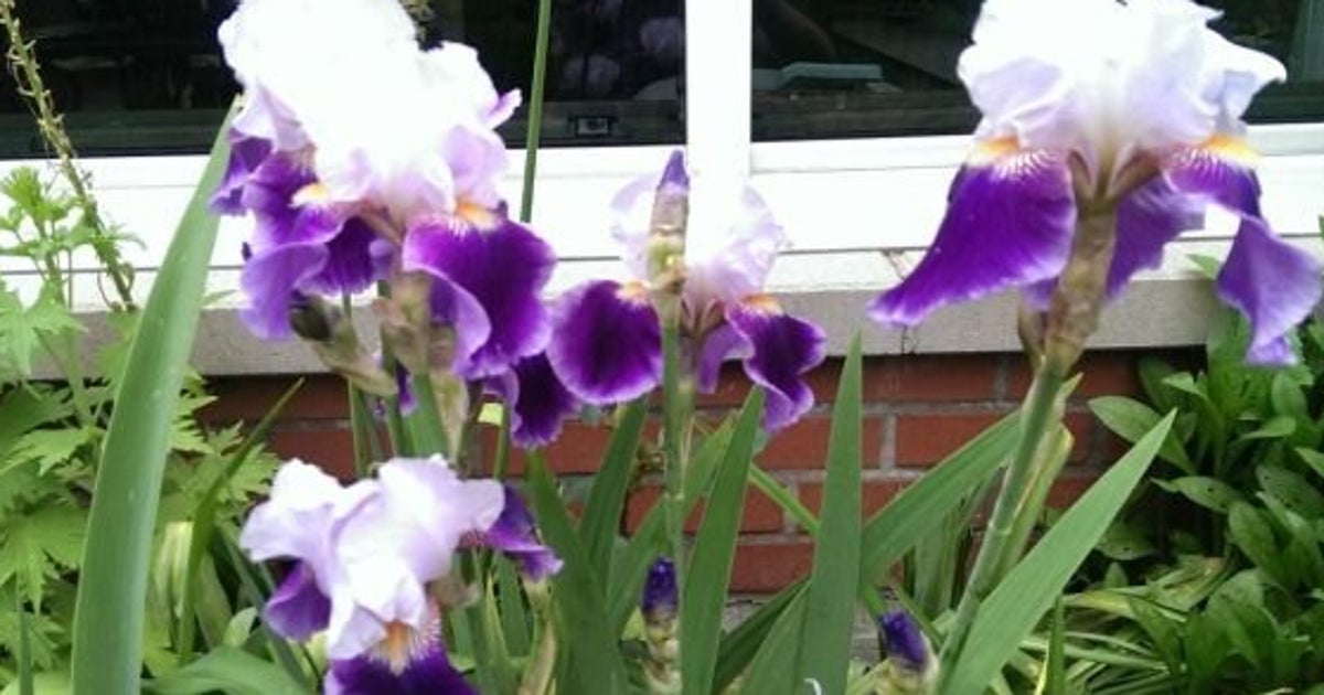 Quand et comment planter les iris? HuffPost Vivre — free download