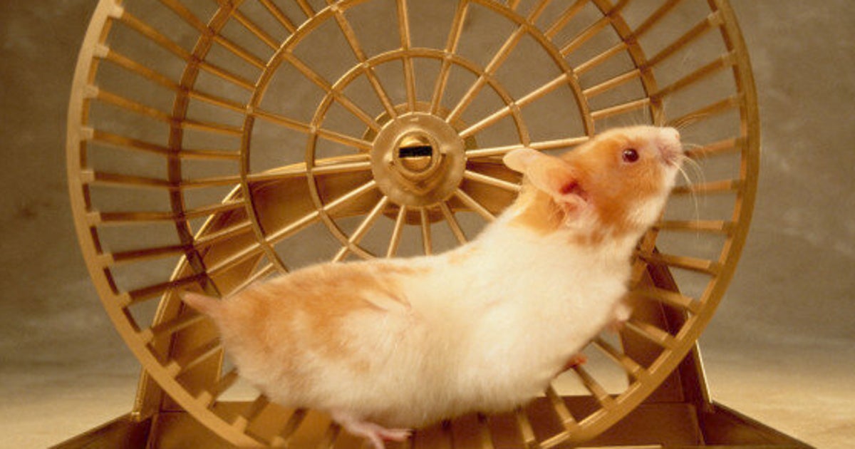 Deux artistes de New York passent 10 jours dans une roue de hamster HuffPost Québec Deux artistes de New York passent 10 jours dans une roue de hamster HuffPost Québec