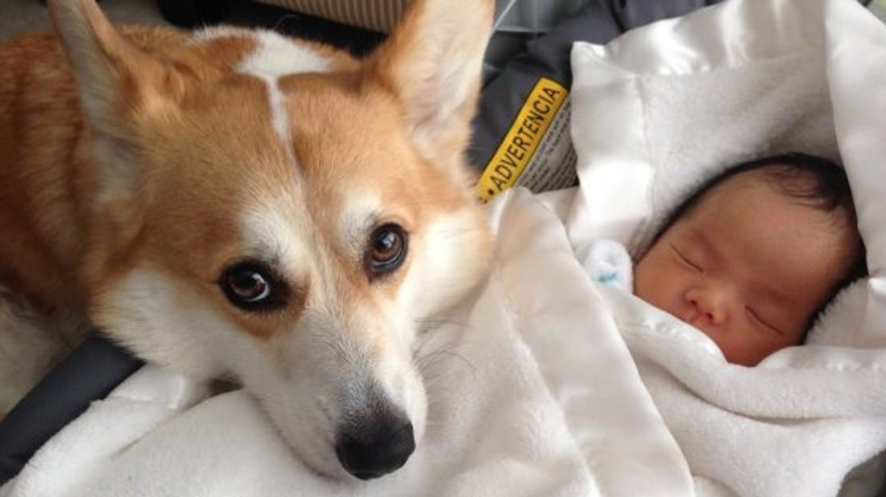 L Attention De Ce Chien Pour Ce Bebe Va Vous Faire Fondre Photos Huffpost Null
