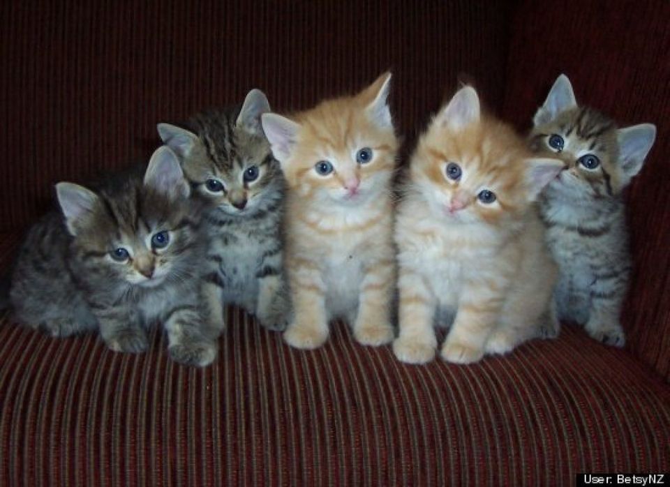 Molly's Kittens