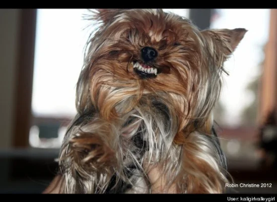 Animal Le Plus Moche Du Monde Le Blobfish Remporte Le Concours Huffpost Null Animal Le Plus Moche Du Monde Le Blobfish Remporte Le Concours Huffpost Null