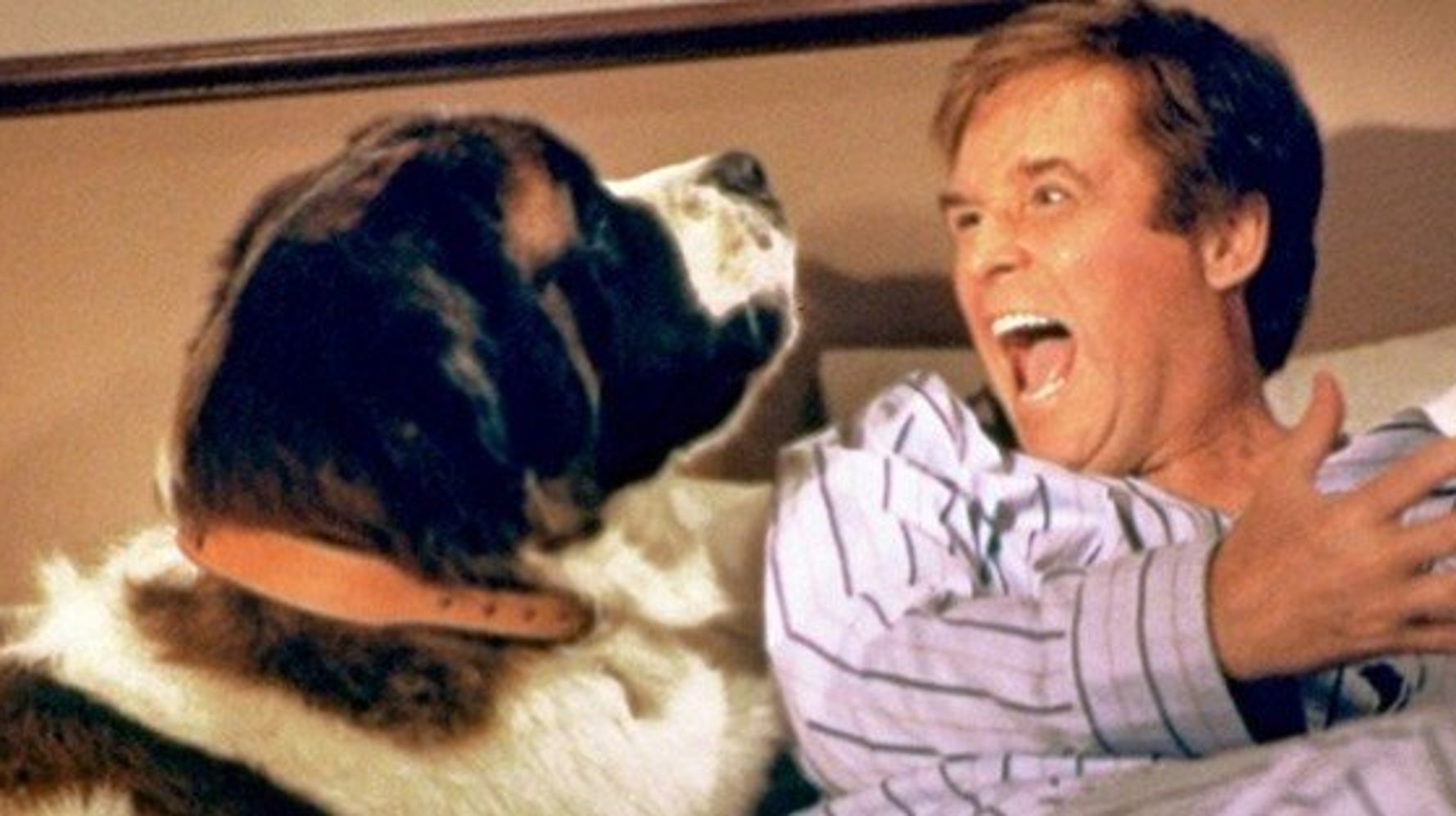 Race Du Chien Dans Le Film Prey Le chien, le meilleur ami du cinéma (PHOTOS) | HuffPost Québec