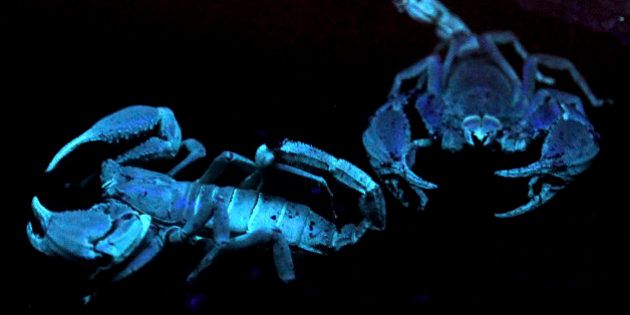 A pair of Asian Black Forest Scorpions glow under ultra-violet light in their enclosure at the Night Safari, part of the Singapore Zoo on Friday, Aug. 17, 2012 in Singapore. The tourist haunt which claims popularity as the world's first Night Safari, opened yet another attraction,
