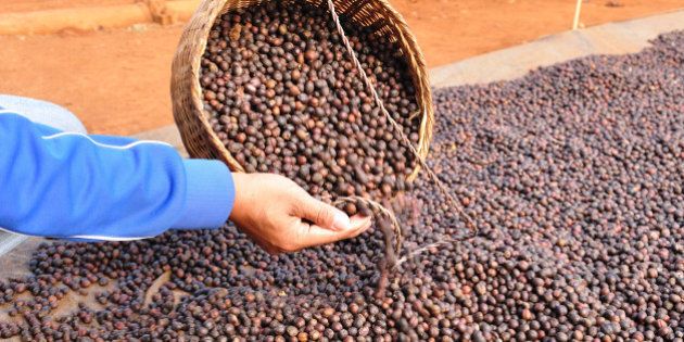 dried robusta coffee beans were ...