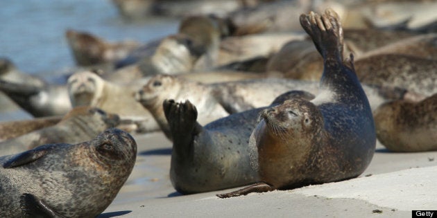 HELGOLAND, GERMANY - AUGUST 04: Atlantic grey seals (Halichoerus grypus - in German: Kegelrobben) bask in hot weather on a sunny day on the south beach of Duene Island on August 4, 2013 near Helgoland, Germany. Duene Island was once an extension of neighboring Heligoland Island until a storm in 1721 severed the connection. Heligoland Island, in German called Helgoland, lies in the North Sea and until World War II was a popular tourist destination. During the war it became strategically vital and all overground structures were obliterated by massive Allied bombing. Today the island has a population of about 1,200 and is again a popular tourist destination known for its abundant wildlife. (Photo by Sean Gallup/Getty Images)