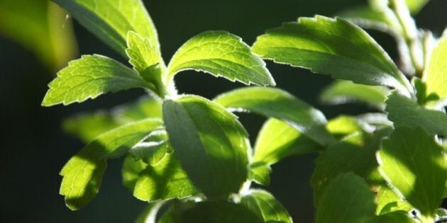 KUMILY, INDIA - JANUARY 04: Leaves of a stevia plant (stevia rebaudiana), a natural healthy sweetener in Kumily on January 04, 2010 in Kumily near Trivandrum, Kerala, South India. (Photo by EyesWideOpen/Getty Images)