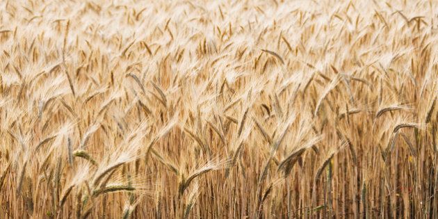 Comment le blé nous rend malade? Entrevue avec le cardiologue