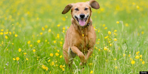 Happy brown dog in a summertime meadow of buttercups