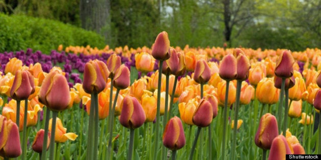 mixed tulips ottawafestival