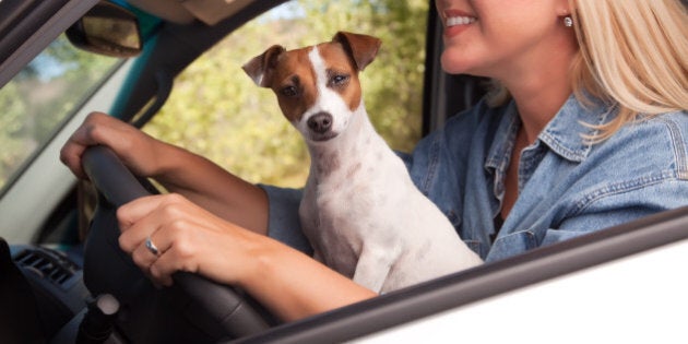 jack russell terrier dog...