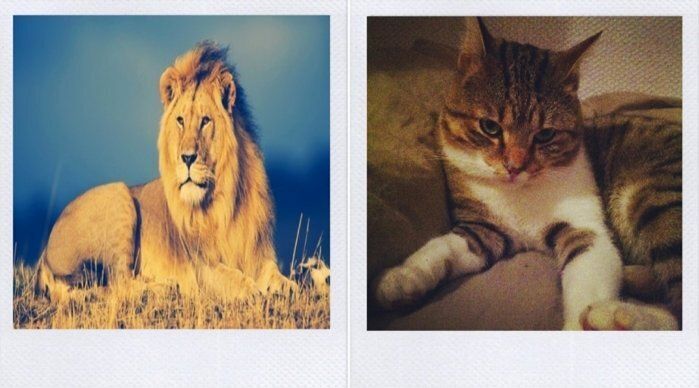 Lion du safari vs Chat du canapé