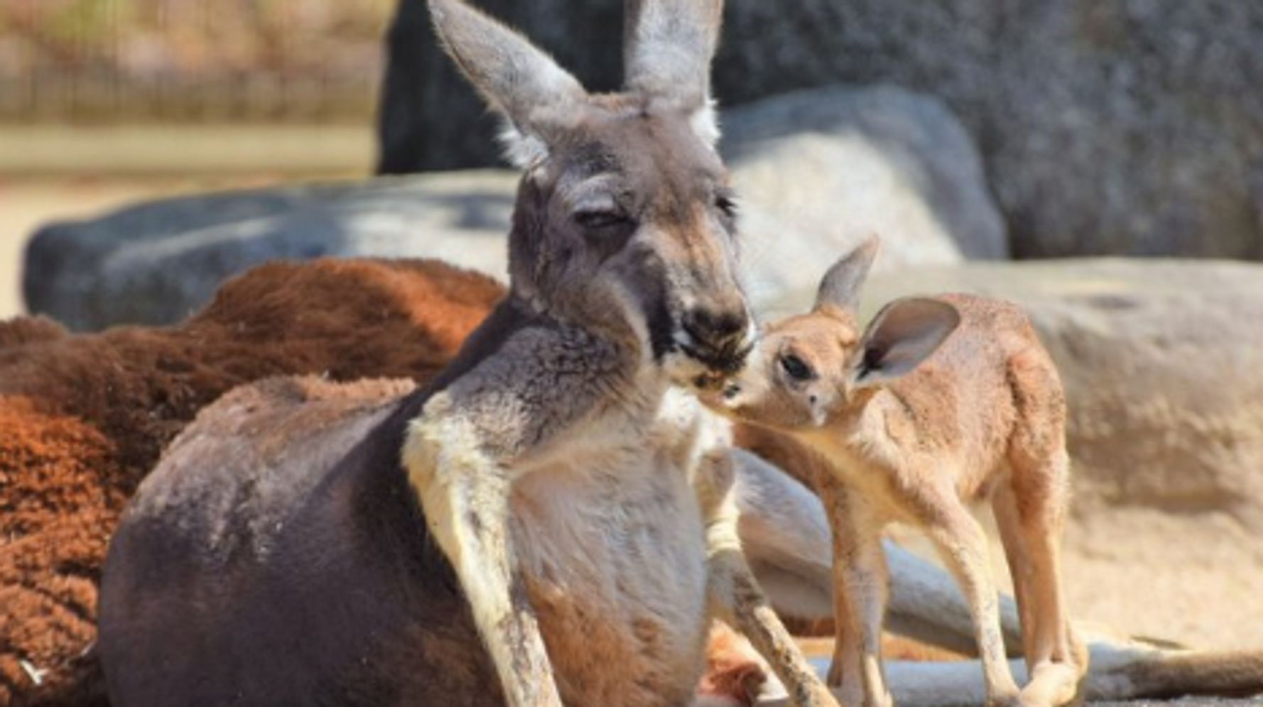 こどもの日 動物の赤ちゃん大集合 全国の動物園が自慢の赤ちゃんをアップ ハフポスト