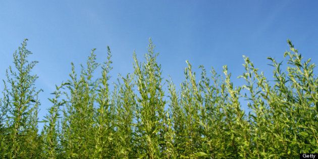 Common ragweed plants (Ambrosia artemisiifolia) against blue sky. The pollen from ragweed is highly allergenic and the primary cause of seasonal hayfever.