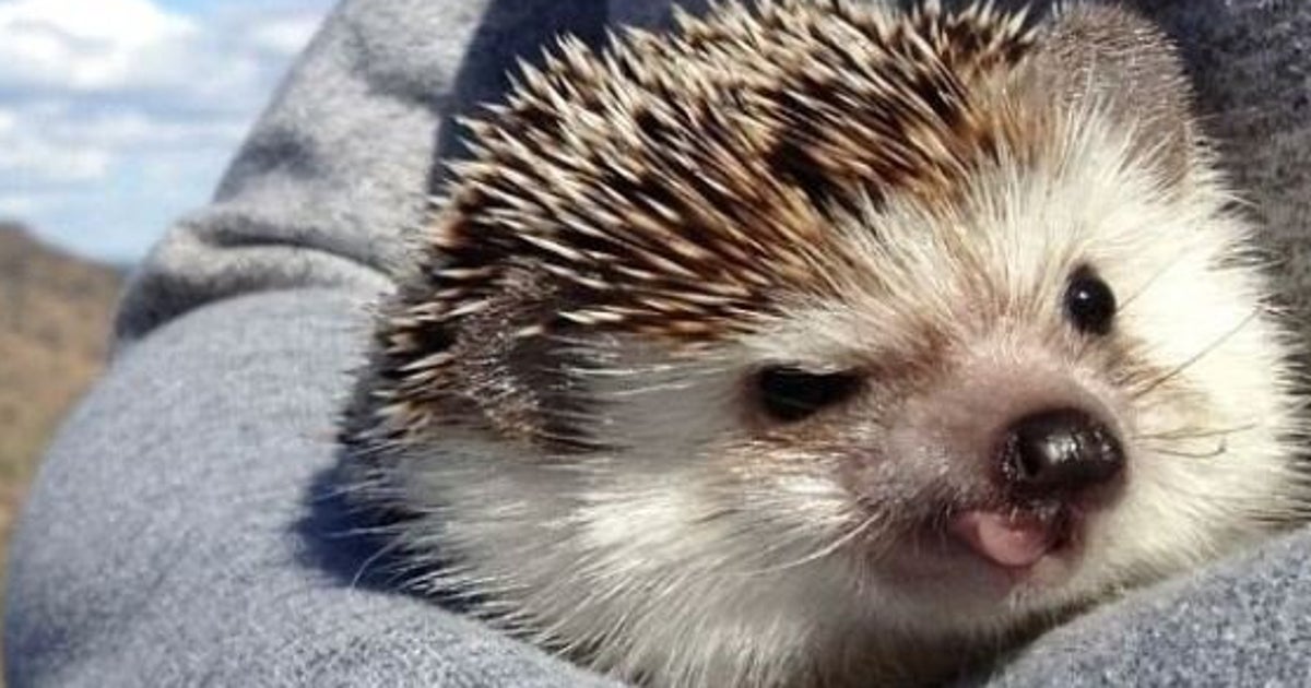 Instagram: le hérisson, adorable nouvelle star animale sur les réseaux ...
