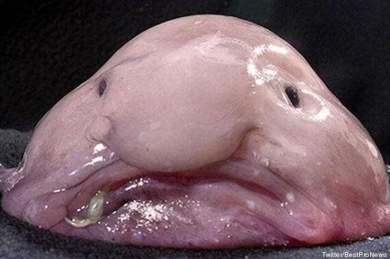 Animal Le Plus Moche Du Monde Le Blobfish Remporte Le Concours Huffpost Null