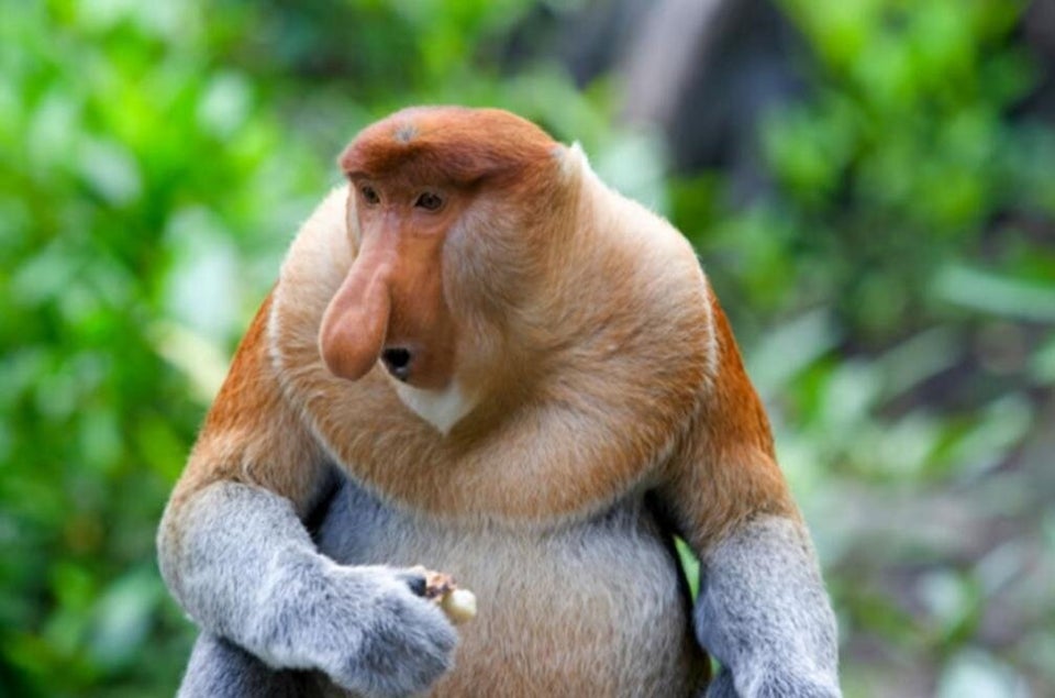Animal Le Plus Moche Du Monde Le Blobfish Remporte Le Concours Huffpost Null Animal Le Plus Moche Du Monde Le Blobfish Remporte Le Concours Huffpost Null