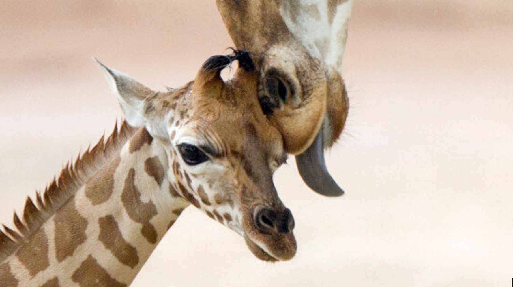 Adorables Bebes Animaux Et Leur Mere 50 Petits Et Leur Maman Photos Huffpost Null