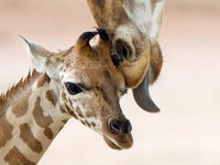 Adorables Bebes Animaux Et Leur Mere 50 Petits Et Leur Maman Photos Huffpost Quebec Vivre Adorables Bebes Animaux Et Leur Mere 50 Petits Et Leur Maman Photos Huffpost Quebec Vivre