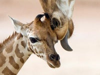 Adorables Bebes Animaux Et Leur Mere 50 Petits Et Leur Maman Photos Huffpost Null