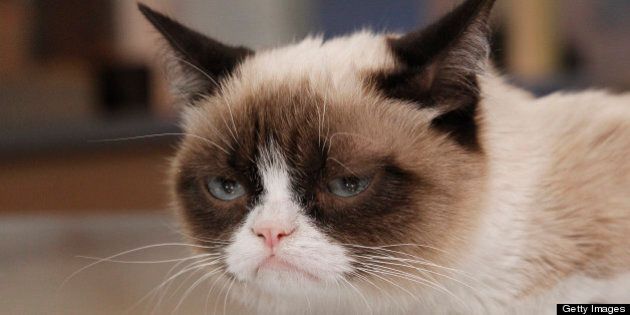 GOOD MORNING AMERICA - Internet sensation Grumpy Cat appears on 'Good Morning America,' 3/22/13, airing on the ABC Television Network. (Photo by Lou Rocco/ABC via Getty Images) GRUMPY CAT