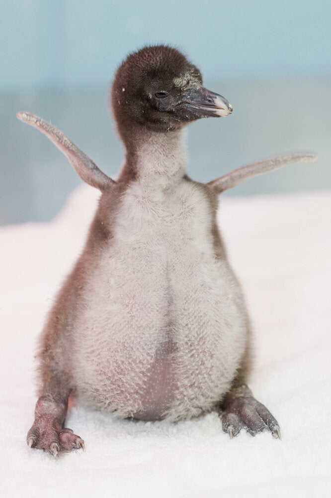 Animaux L Adorable Bebe Gorfou Du Shedd Aquarium De Chicago Video Photos Huffpost Null