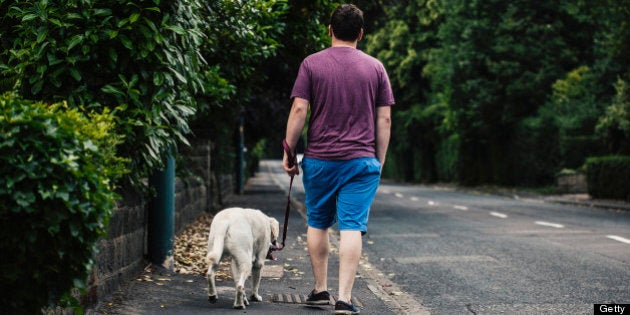Man walking his Golden Labrador pet dog