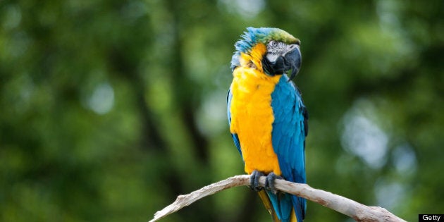 Parrot perched on a branch, blurred background.