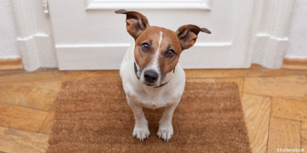 dog welcome home on brown mat