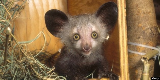 Aye-aye (Daubentonia madagascariensis) in nestbox, Duke University Primate Center