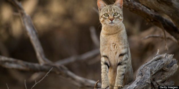 African wild cat in Kgalagadi trans frontier park, South Africa.