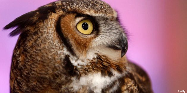 TODAY -- Pictured: An owl appears on NBC News' 'Today' show -- (Photo by: Peter Kramer/NBC/NBC NewsWire via Getty Images)