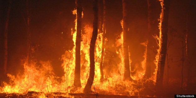 large flames of forest fire