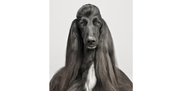 Pablo Axpe, des portraits de chiens pour dénoncer la marchandisation des animaux