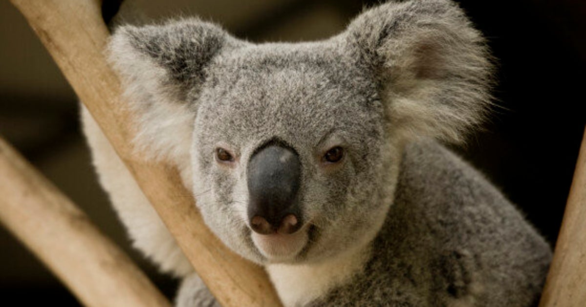 Wikipédia En Français Du Koala Le 11 Février 2016