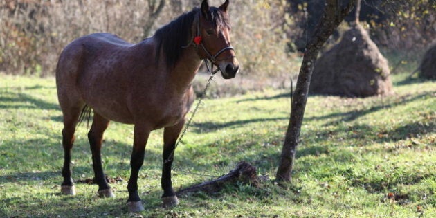 horse and autumn landscape