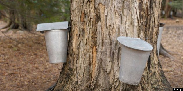 Metal buckets attached to a tap in a sugar maple, collecting maple sap to make maple syrup, Ontario, Canada